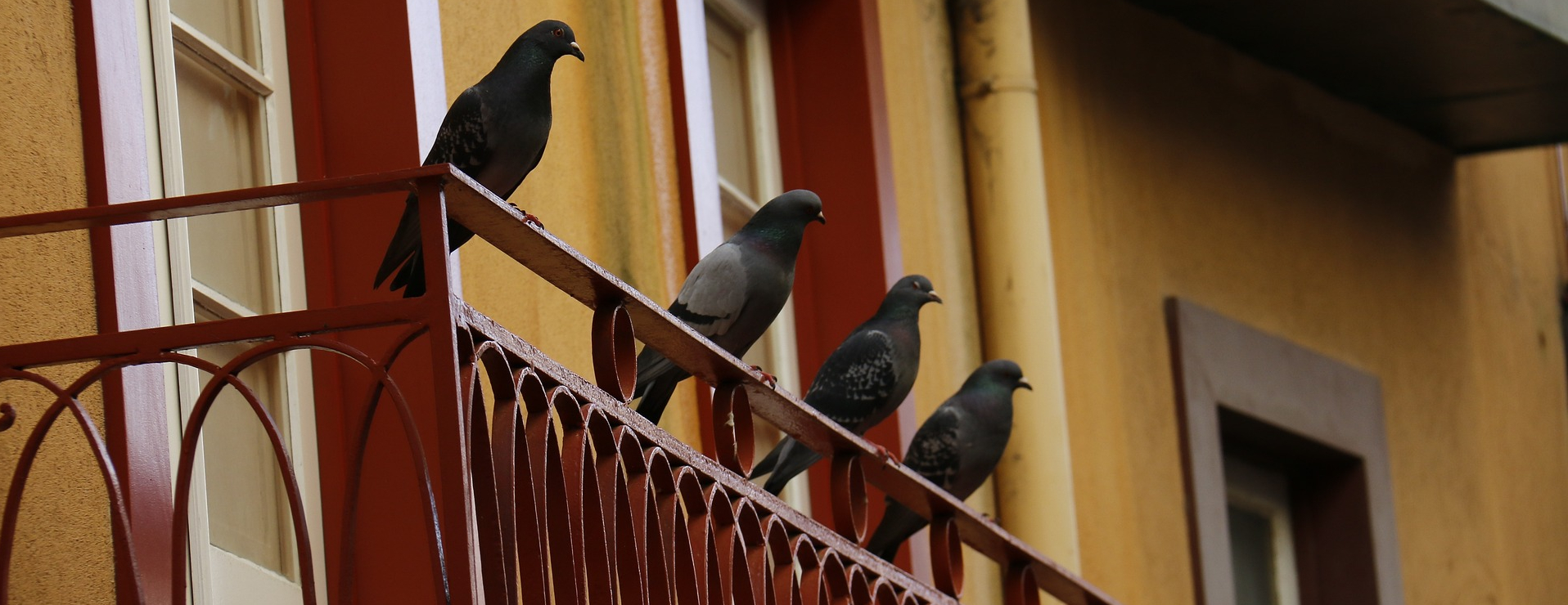 golebie na balkonie