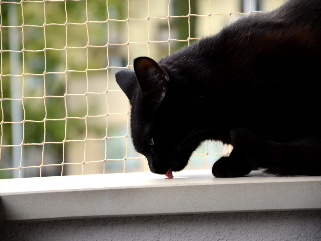 siatka na balkon dla kota