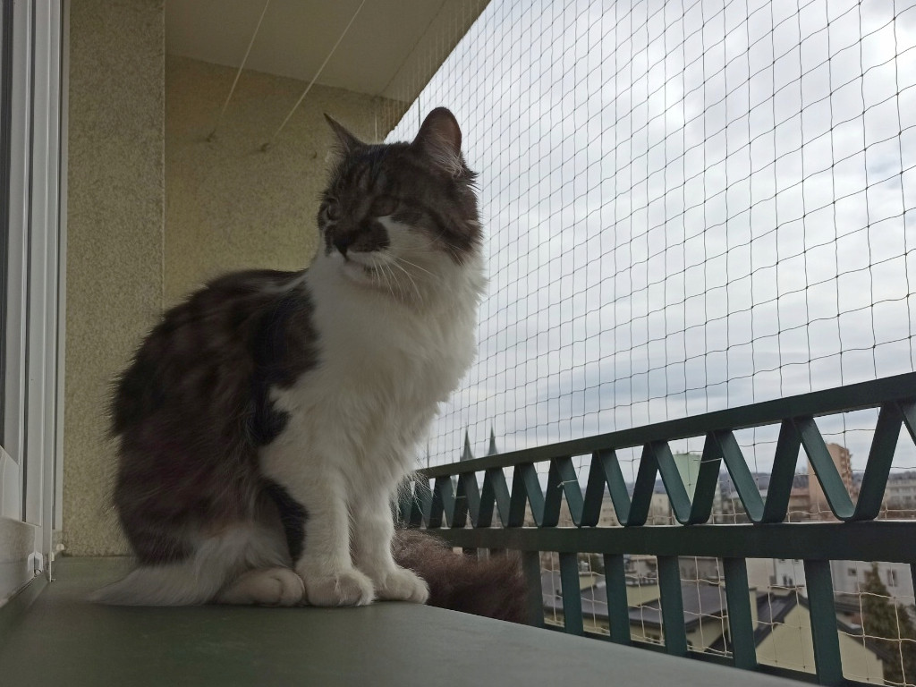 siatka zabezpieczająca na balkon dla kota 