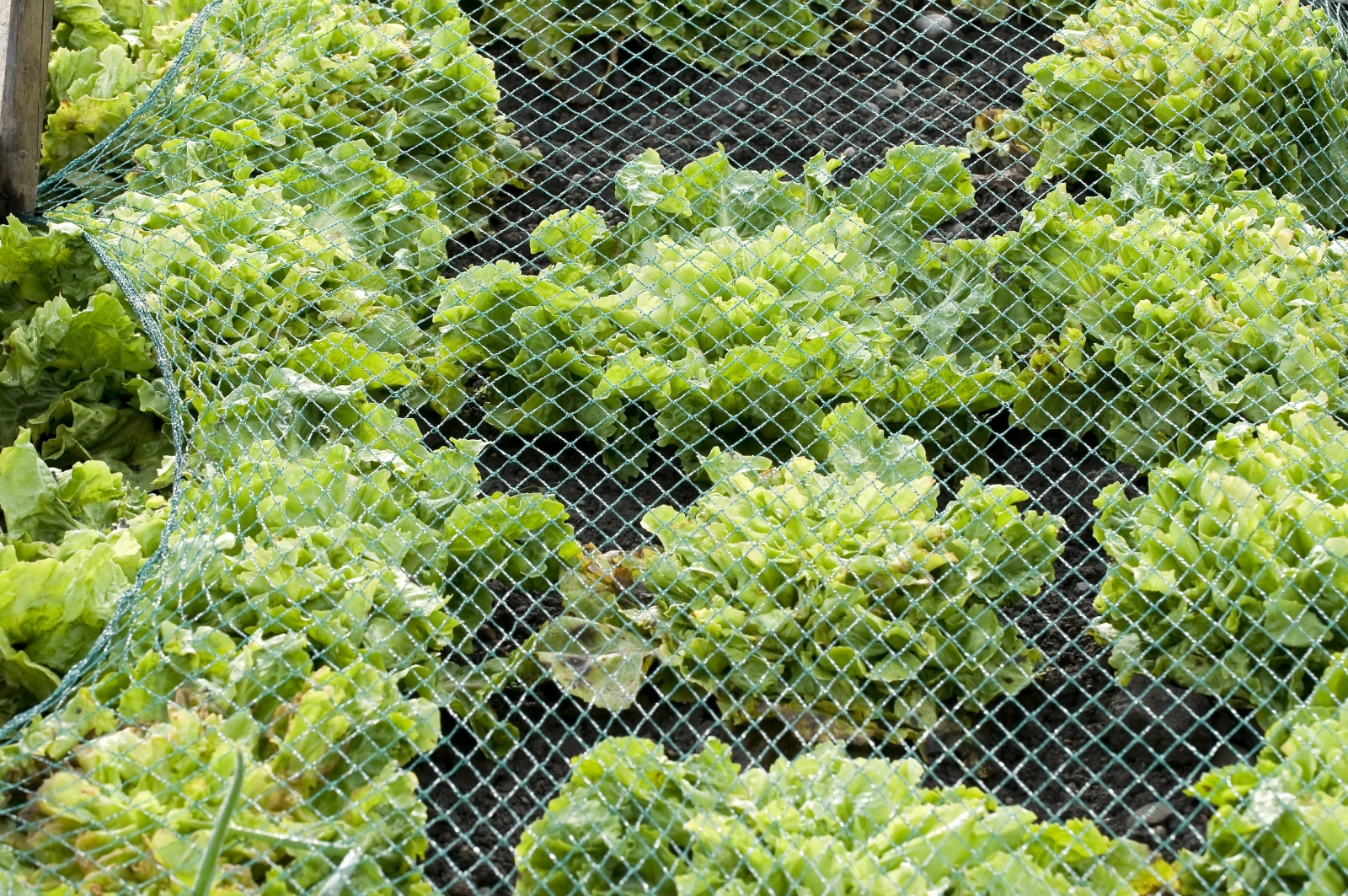 siatka na szpaki 25 x 25 mm zielona