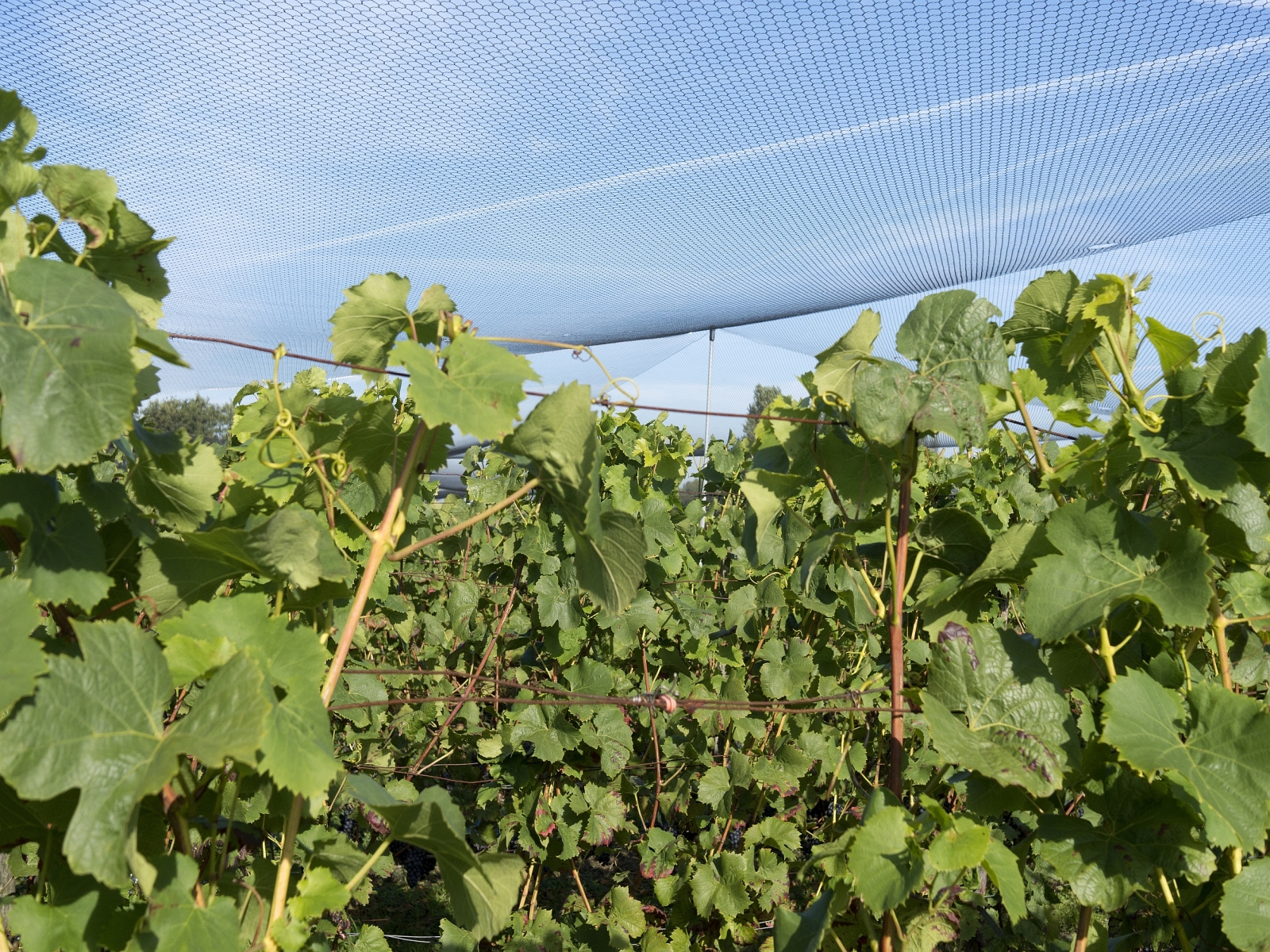 Pleciona siatka ochronna na winogrona plantacje winorośli oko 27 mm Gramatura 23g/m2