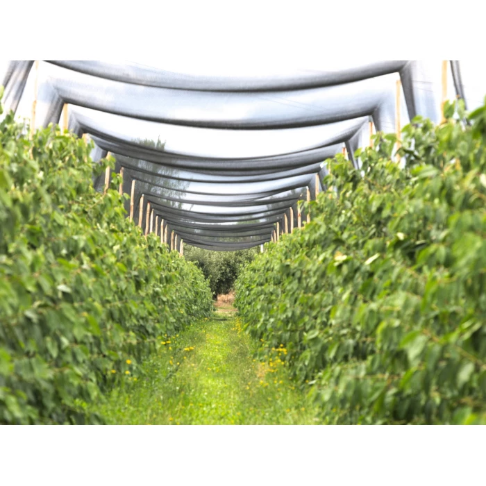 Siatki na winogrono, winogrona do zabezpieczenia winorośli Oko 25x25mm