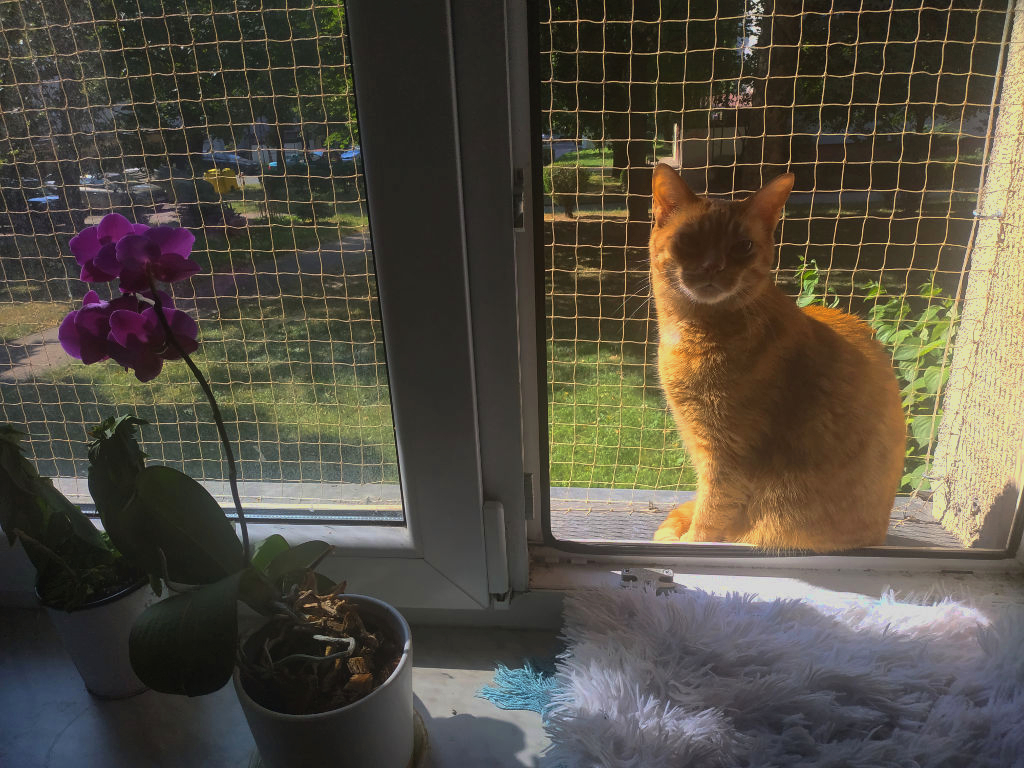 Gęsta siatka ochronna dla kota na balkon i okna na wymiar Oczka 28x28mm