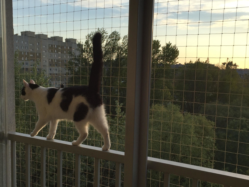 Zestaw bez wiercenia 6x2m. Siatka na balkon dla kota na gołębie. Oczka 50 x 50 mm