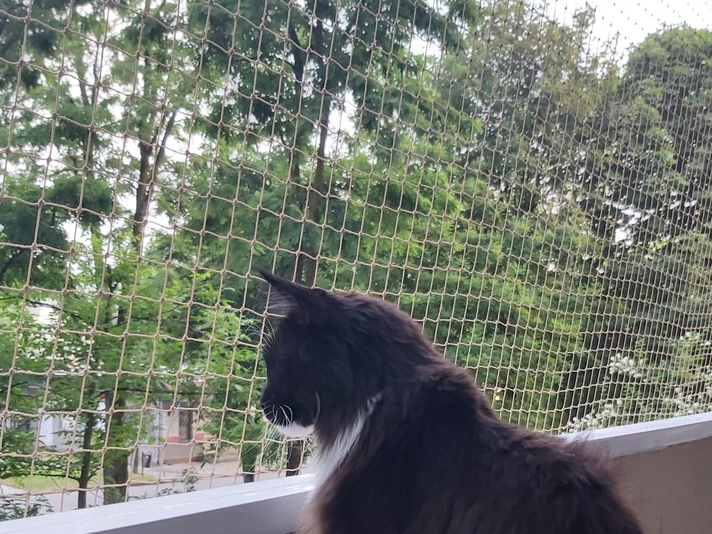 siatka balkonowa dla kota
